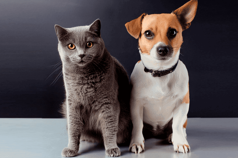 alergias perros y gatos en alimentacion